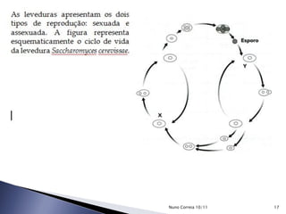 17Nuno Correia 10/11
 