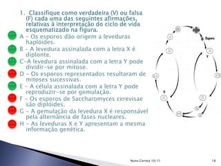 1. Classifique como verdadeira (V) ou falsa
(F) cada uma das seguintes afirmações,
relativas à interpretação do ciclo de vida
esquematizado na figura.
A - Os esporos dão origem a leveduras
haplóides.
B - A levedura assinalada com a letra X é
diplonte.
C-A levedura assinalada com a letra Y pode
dividir-se por mitose.
D - Os esporos representados resultaram de
mitoses sucessivas.
E - A célula assinalada com a letra Y pode
reproduzir-se por gemulação.
F - Os esporos de Saccharomyces cerevisae
são diplóides.
G - A gemulação da levedura X é responsável
pela alternância de fases nucleares.
H - As leveduras X e Y apresentam a mesma
informação genética.
18Nuno Correia 10/11
 