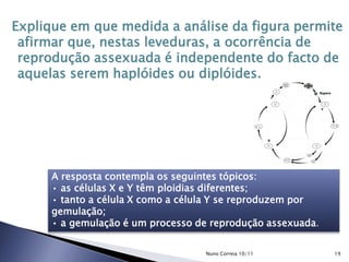 Explique em que medida a análise da figura permite
afirmar que, nestas leveduras, a ocorrência de
reprodução assexuada é independente do facto de
aquelas serem haplóides ou diplóides.
A resposta contempla os seguintes tópicos:
• as células X e Y têm ploidias diferentes;
• tanto a célula X como a célula Y se reproduzem por
gemulação;
• a gemulação é um processo de reprodução assexuada.
19Nuno Correia 10/11
 