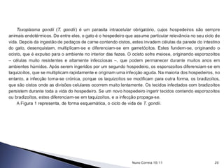 20Nuno Correia 10/11
 