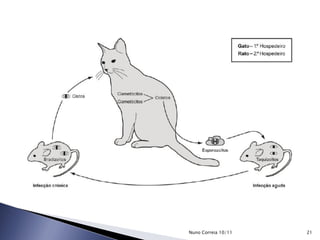 21Nuno Correia 10/11
 