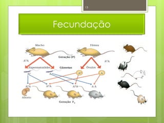 13




Fecundação




             Nuno Correia 2011/12
 