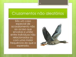 25




 Cruzamentos não aleatórios
     São um caso
      especial de
 acasalamento não
    ao acaso que
   envolve a união
entre indivíduos não
   relacionados ou
   com uma maior
frequência do que a
       esperada.


                            Nuno Correia 2011/12
 