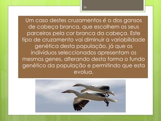 26




  Um caso destes cruzamentos é o dos gansos
   de cabeça branca, que escolhem os seus
   parceiros pela cor branca da cabeça. Este
tipo de cruzamento vai diminuir a variabilidade
      genética desta população, já que os
    indivíduos seleccionados apresentam os
mesmos genes, alterando desta forma o fundo
genético da população e permitindo que esta
                     evolua.




                                      Nuno Correia 2011/12
 