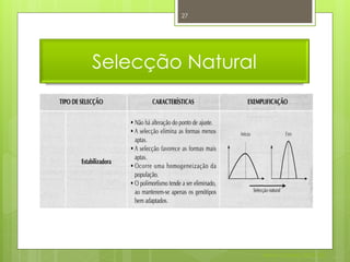 27




Selecção Natural




                   Nuno Correia 2011/12
 