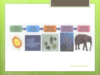 10




     Nuno Correia 2011/12
 