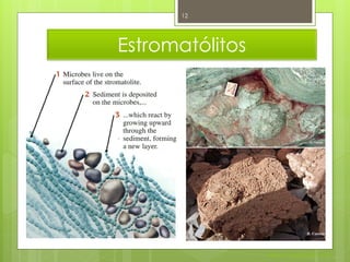 12




Estromatólitos




                 Nuno Correia 2011/12
 