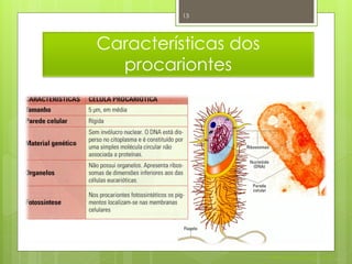 13




Características dos
  procariontes




                      Nuno Correia 2011/12
 