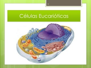 15




Células Eucarióticas




                       Nuno Correia 2011/12
 