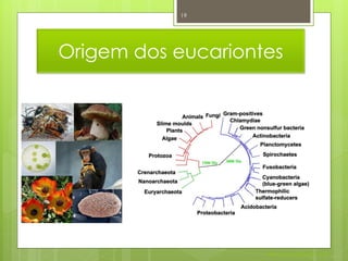 19




Origem dos eucariontes




                    Nuno Correia 2011/12
 