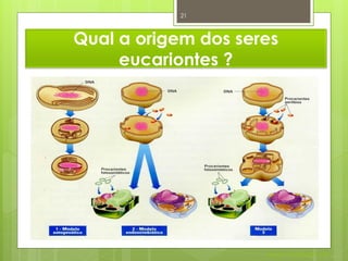 21



Qual a origem dos seres
     eucariontes ?




                     Nuno Correia 2011/12
 