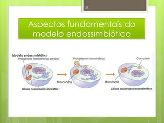 26




Aspectos fundamentais do
 modelo endossimbiótico




                      Nuno Correia 2011/12
 