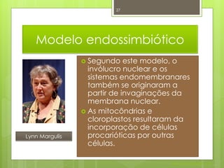 27




   Modelo endossimbiótico
                 Segundo    este modelo, o
                  invólucro nuclear e os
                  sistemas endomembranares
                  também se originaram a
                  partir de invaginações da
                  membrana nuclear.
                 As mitocôndrias e
                  cloroplastos resultaram da
                  incorporação de células
Lynn Margulis     procarióticas por outras
                  células.

                                       Nuno Correia 2011/12
 