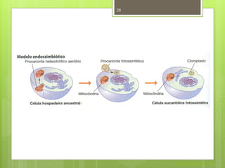 28




     Nuno Correia 2011/12
 