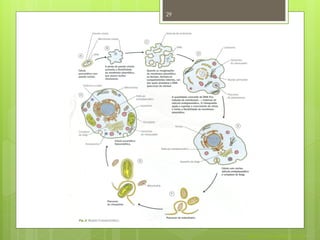 29




     Nuno Correia 2011/12
 