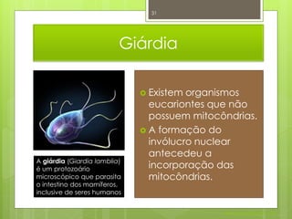 31




                          Giárdia

                               Existem organismos
                                eucariontes que não
                                possuem mitocôndrias.
                               A formação do
                                invólucro nuclear
                                antecedeu a
A giárdia (Giardia lamblia)
é um protozoário                incorporação das
microscópico que parasita       mitocôndrias.
o intestino dos mamíferos,
inclusive de seres humanos


                                              Nuno Correia 2011/12
 