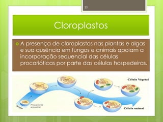 33




             Cloroplastos
A presença de cloroplastos nas plantas e algas
 e sua ausência em fungos e animais apoiam a
 incorporação sequencial das células
 procarióticas por parte das células hospedeiras.




                                        Nuno Correia 2011/12
 