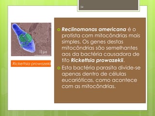 34




                         Reclinomonas     americana é o
                          protista com mitocôndrias mais
                          simples. Os genes destas
                          mitocôndrias são semelhantes
                          aos da bactéria causadora de
                          tifo Rickettsia prowazekii.
Rickettsia prowazekii
                         Esta bactéria parasita divide-se
                          apenas dentro de células
                          eucarióticas, como acontece
                          com as mitocôndrias.




                                                 Nuno Correia 2011/12
 