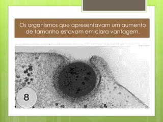 Os organismos que apresentavam um aumento
  de tamanho estavam em clara vantagem.
 