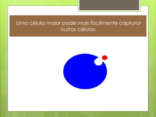 Uma célula maior pode mais facilmente capturar
                outras células.
 