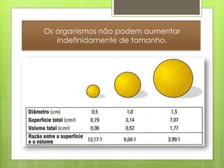 Os organismos não podem aumentar
   indefinidamente de tamanho.
 
