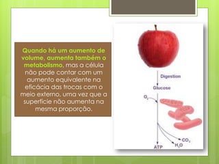 Quando há um aumento de
volume, aumenta também o
 metabolismo, mas a célula
  não pode contar com um
   aumento equivalente na
  eficácia das trocas com o
meio externo, uma vez que a
 superfície não aumenta na
      mesma proporção.
 