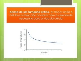 Acima de um tamanho crítico, as trocas entre a
célula e o meio não ocorrem com a celeridade
       necessária para a vida da célula.
 