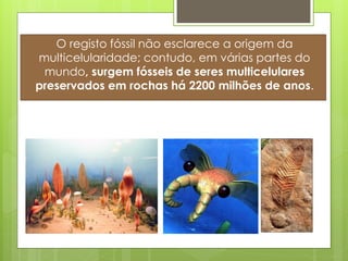O registo fóssil não esclarece a origem da
multicelularidade; contudo, em várias partes do
 mundo, surgem fósseis de seres multicelulares
preservados em rochas há 2200 milhões de anos.
 