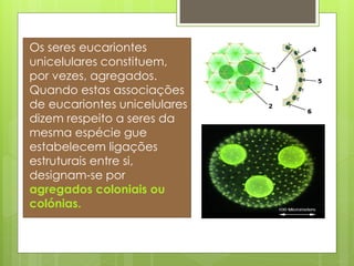 Os seres eucariontes
unicelulares constituem,
por vezes, agregados.
Quando estas associações
de eucariontes unicelulares
dizem respeito a seres da
mesma espécie gue
estabelecem ligações
estruturais entre si,
designam-se por
agregados coloniais ou
colónias.
 