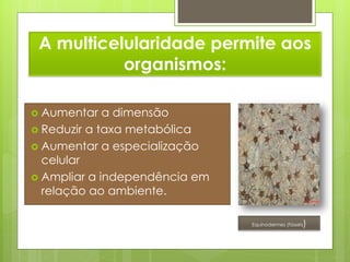 A multicelularidade permite aos
           organismos:

 Aumentar   a dimensão
 Reduzir a taxa metabólica
 Aumentar a especialização
  celular
 Ampliar a independência em
  relação ao ambiente.

                                                   )
                               Equinodermes (fósseis
 