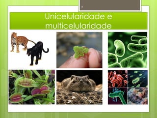 9



Unicelularidade e
multicelularidade




                    Nuno Correia 2011/12
 