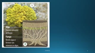 Biologia 11 (origem e evolução   simbiose)