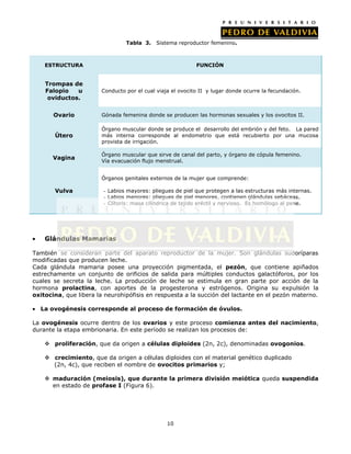 Tabla 3.    Sistema reproductor femenino.



    ESTRUCTURA                                             FUNCIÓN


    Trompas de
    Falopio   u        Conducto por el cual viaja el ovocito II y lugar donde ocurre la fecundación.
     oviductos.


       Ovario          Gónada femenina donde se producen las hormonas sexuales y los ovocitos II.

                       Órgano muscular donde se produce el desarrollo del embrión y del feto. La pared
       Útero           más interna corresponde al endometrio que está recubierto por una mucosa
                       provista de irrigación.

                       Órgano muscular que sirve de canal del parto, y órgano de cópula femenino.
       Vagina
                       Vía evacuación flujo menstrual.


                       Órganos genitales externos de la mujer que comprende:

       Vulva            - Labios mayores: pliegues de piel que protegen a las estructuras más internas.
                        - Labios menores: pliegues de piel menores, contienen glándulas sebáceas.
                        - Clítoris: masa cilíndrica de tejido eréctil y nervioso. Es homólogo al pene.




    Glándulas Mamarias

También se consideran parte del aparato reproductor de la mujer. Son glándulas sudoríparas
modificadas que producen leche.
Cada glándula mamaria posee una proyección pigmentada, el pezón, que contiene apiñados
estrechamente un conjunto de orificios de salida para múltiples conductos galactóforos, por los
cuales se secreta la leche. La producción de leche se estimula en gran parte por acción de la
hormona prolactina, con aportes de la progesterona y estrógenos. Origina su expulsión la
oxitocina, que libera la neurohipófisis en respuesta a la succión del lactante en el pezón materno.

  La ovogénesis corresponde al proceso de formación de óvulos.

La ovogénesis ocurre dentro de los ovarios y este proceso comienza antes del nacimiento,
durante la etapa embrionaria. En este período se realizan los procesos de:

     proliferación, que da origen a células diploides (2n, 2c), denominadas ovogonios.

     crecimiento, que da origen a células diploides con el material genético duplicado
      (2n, 4c), que reciben el nombre de ovocitos primarios y;

     maduración (meiosis), que durante la primera división meiótica queda suspendida
      en estado de profase I (Figura 6).




                                                10
 