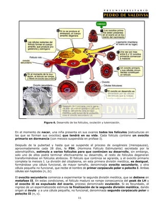 Figura 6. Desarrollo de los folículos, ovulación y luteinización.



En el momento de nacer, una niña presenta en sus ovarios todos los folículos (estructuras en
las que se forman sus ovocitos) que tendrá en su vida. Cada folículo contiene un ovocito
primario en dormancia (con meiosis suspendida en profase I).

Después de la pubertad y hasta que se suspende el proceso de ovogénesis (menopausia),
aproximadamente cada 28 días, la FSH. (Hormona Folículo Estimulante) secretada por la
adenohipófisis, estimula a varios folículos para que continúen su desarrollo, sin embargo,
solo uno de ellos podrá terminar efectivamente su desarrollo, el resto de folículos degeneran
transformándose en folículos atrésicos. El folículo que continúa se agranda, y el ovocito primario
completa la meiosis I. La división del citoplasma, en esta primera división meiótica, es desigual,
formándose una célula funcional, de mayor tamaño, denominada ovocito secundario, y otra
célula pequeña no funcional, que recibe el nombre de primer corpúsculo polar o polocito I. Ambas
células son haploides (n, 2c)

El ovocito secundario comienza a experimentar la segunda división meiótica, que se detiene en
metafase II. En estas condiciones, el folículo maduro se rompe consecuencia del peak de LH y
el ovocito II es expulsado del ovario, proceso denominado ovulación. Si es fecundado, el
ingreso de un espermatozoide estimula la finalización de la segunda división meiótica, dando
origen al óvulo y a una célula pequeña, no funcional, denominada segundo corpúsculo polar o
polocito II (n, c).
                                                  11
 