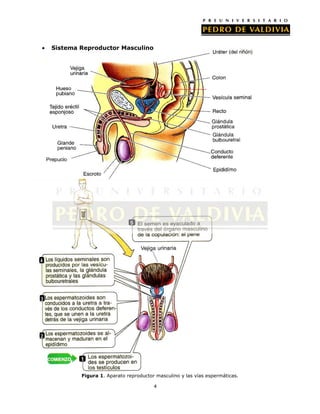 Sistema Reproductor Masculino




        Figura 1. Aparato reproductor masculino y las vías espermáticas.

                                     4
 