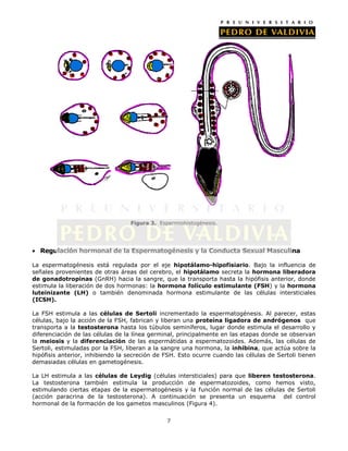 Figura 3. Espermiohistogénesis.




  Regulación hormonal de la Espermatogénesis y la Conducta Sexual Masculina

La espermatogénesis está regulada por el eje hipotálamo-hipofisiario. Bajo la influencia de
señales provenientes de otras áreas del cerebro, el hipotálamo secreta la hormona liberadora
de gonadotropinas (GnRH) hacia la sangre, que la transporta hasta la hipófisis anterior, donde
estimula la liberación de dos hormonas: la hormona folículo estimulante (FSH) y la hormona
luteinizante (LH) o también denominada hormona estimulante de las células intersticiales
(ICSH).

La FSH estimula a las células de Sertoli incrementado la espermatogénesis. Al parecer, estas
células, bajo la acción de la FSH, fabrican y liberan una proteína ligadora de andrógenos que
transporta a la testosterona hasta los túbulos seminíferos, lugar donde estimula el desarrollo y
diferenciación de las células de la línea germinal, principalmente en las etapas donde se observan
la meiosis y la diferenciación de las espermátidas a espermatozoides. Además, las células de
Sertoli, estimuladas por la FSH, liberan a la sangre una hormona, la inhibina, que actúa sobre la
hipófisis anterior, inhibiendo la secreción de FSH. Esto ocurre cuando las células de Sertoli tienen
demasiadas células en gametogénesis.

La LH estimula a las células de Leydig (células intersticiales) para que liberen testosterona.
La testosterona también estimula la producción de espermatozoides, como hemos visto,
estimulando ciertas etapas de la espermatogénesis y la función normal de las células de Sertoli
(acción paracrina de la testosterona). A continuación se presenta un esquema del control
hormonal de la formación de los gametos masculinos (Figura 4).


                                               7
 