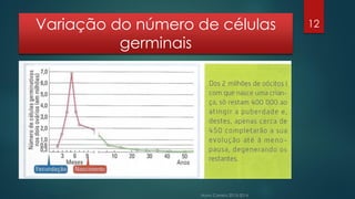 Variação do número de células
germinais

12

 