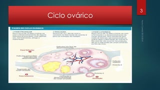 Ciclo ovárico

3

 