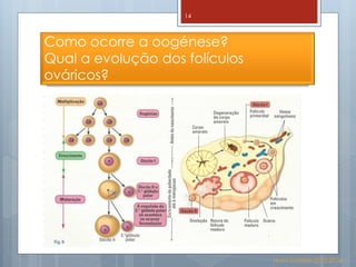 Biologia 12   reprodução humana Slide 14