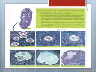 Biologia 12   reprodução humana Slide 16