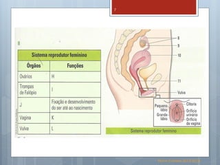 Biologia 12   reprodução humana Slide 7