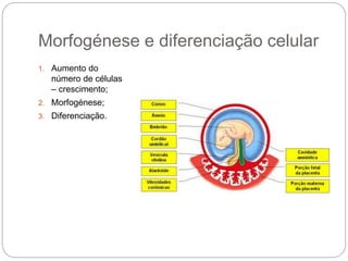 Morfogénese e diferenciação celular
1. Aumento do
número de células
– crescimento;
2. Morfogénese;
3. Diferenciação.
 