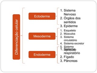 Ectoderme
1. Sistema
Nervoso
2. Órgãos dos
sentidos
3. Epiderme
Mesoderme
1. Esqueleto
2. Músculos
3. Sistema
circulatório
4. Sistema excretor
5. Sistema
reprodutor
Endoderme
1. Sistema
respiratório
2. Fígado
3. Pâncreas
Diferenciaçãocelular
 
