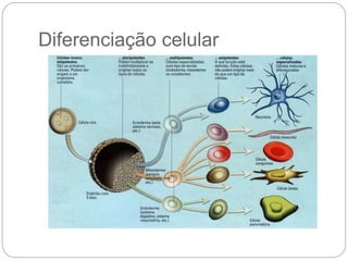 Diferenciação celular
 