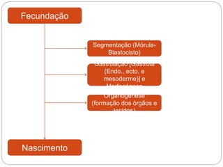 Fecundação
Nascimento
Segmentação (Mórula-
Blastocisto)
Gastrulação [Gástrula
(Endo., ecto. e
mesoderme)] e
Morfogénese
Organogénese
(formação dos órgãos e
tecidos)
 