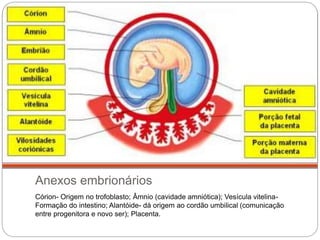 Anexos embrionários
Córion- Origem no trofoblasto; Âmnio (cavidade amniótica); Vesícula vitelina-
Formação do intestino; Alantóide- dá origem ao cordão umbilical (comunicação
entre progenitora e novo ser); Placenta.
 