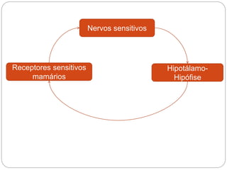 Nervos sensitivos
Hipotálamo-
Hipófise
Receptores sensitivos
mamários
 