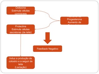 Oxitocina
Estimula células
contrácteis
Prolactina
Estimula células
secretoras (de leite)
Aumento da
Progesterona
Aumento de
Estrogénios
Feedback Negativo
Induz a produção de
colostro e a seguir de
leite
(Lactação)
 