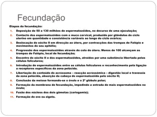 Fecundação
Etapas da fecundação:
1. Deposição de 50 a 130 milhões de espermatozóides, no decurso de uma ejaculação;
2. Contacto dos espermatozóides com o muco cervical, produzido por glândulas do ciclo
uterino em quantidade e consistência variáveis ao longo do ciclo ovárico;
3. Deslocação do oócito II em direcção ao útero, por contracções das trompas de Falópio e
movimentos do seu epitélio;
4. Progressão dos espermatozóides através do colo do útero. Menos de 100 alcançam as
trompas de Falópio, local de fecundação;
5. Encontro do oócito II e dos espermatozóides, atraídos por uma substância libertada pelas
células foliculares;
6. Introdução de espermatozóides entre as células foliculares e reconhecimento pela ligação
a receptores específicos da zona pelúcida.
7. Libertação do conteúdo do acrossoma – reacção acrossómica – digestão local e travessia
da zona pelúcida, absorção da cabeça do espermatozóide pelo oócito II;
8. Conclusão da meiose formando-se o óvulo e o 2º glóbulo polar;
9. Formação da membrana de fecundação, impedindo a entrada de mais espermatozóides no
óvulo;
10. Fusão dos núcleos dos dois gâmetas (cariogamia);
11. Formação do ovo ou zigoto.
 
