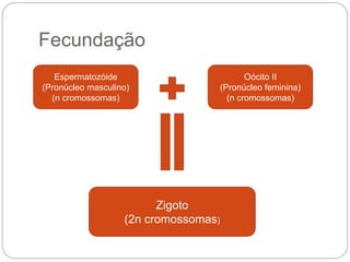 Fecundação
Espermatozóide
(Pronúcleo masculino)
(n cromossomas)
Oócito II
(Pronúcleo feminina)
(n cromossomas)
Zigoto
(2n cromossomas)
 